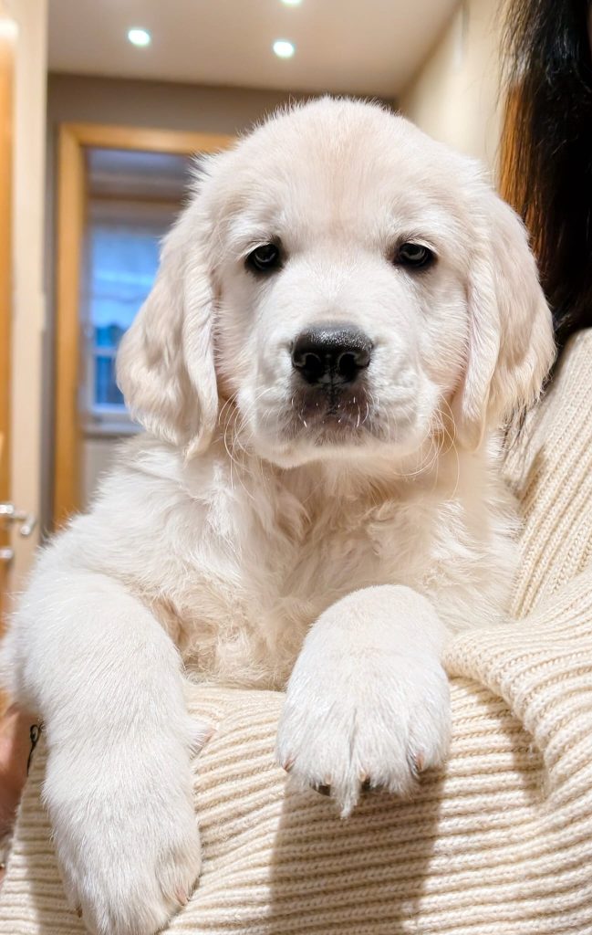 Hunde Baby of golden millenium